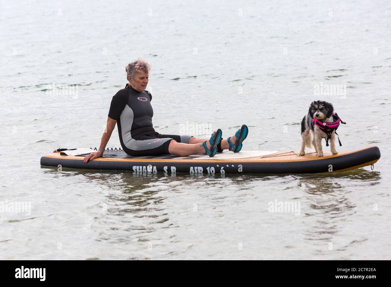 Poole, Dorset UK. 19 luglio 2020. Sessioni di addestramento del cane sulla spiaggia con i cani che imparano a paddle board e aumentano la loro fiducia nel mare. Cavapoochon si incrociano tra tre razze: Un Cavalier re Charles spaniel, un poodle e una frega bichon, conosciuto anche come 'il cane che non cresce mai vecchio'. Credit: Carolyn Jenkins/Alamy Live News Foto Stock