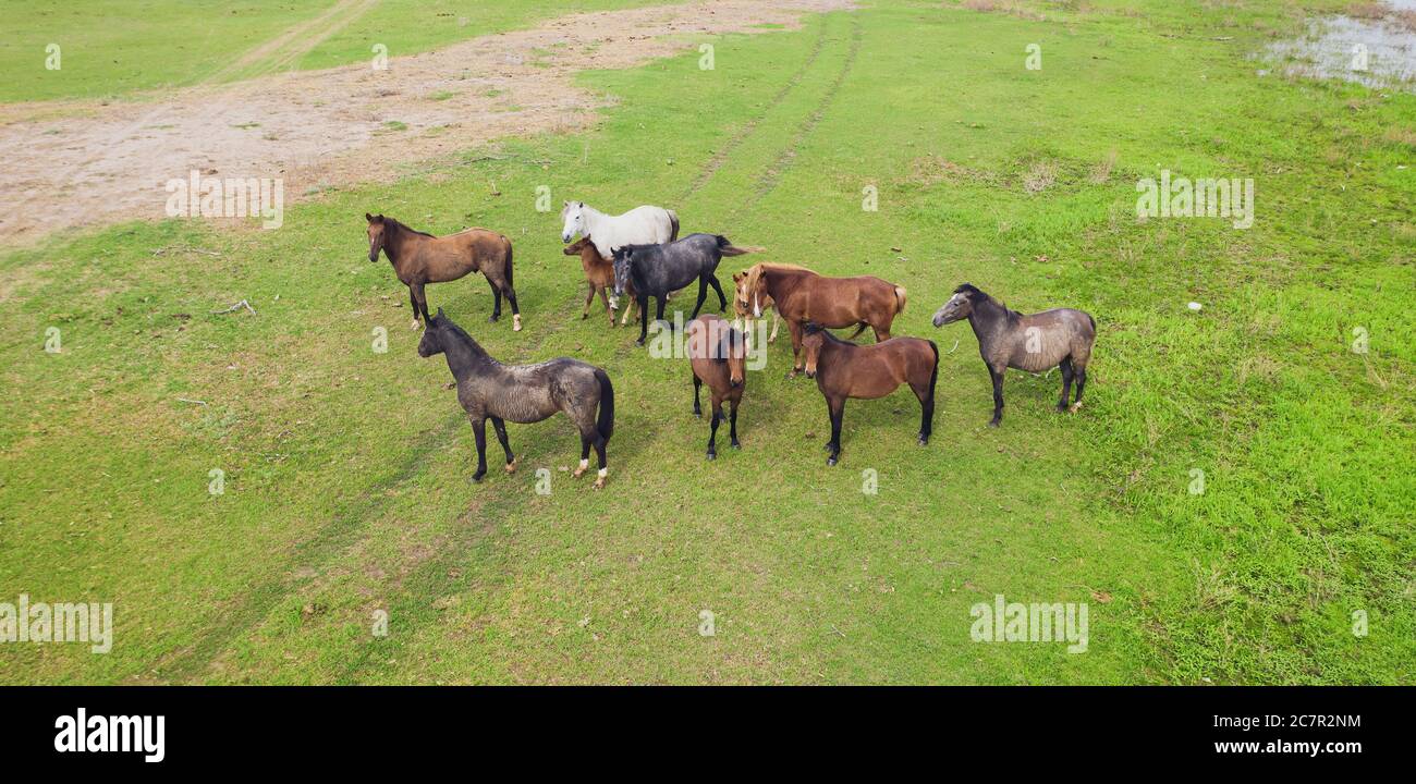 Vista aerea dei cavalli su un prato. Splendido paesaggio di campagna con cavalli dall'alto. Foto di alta qualità Foto Stock