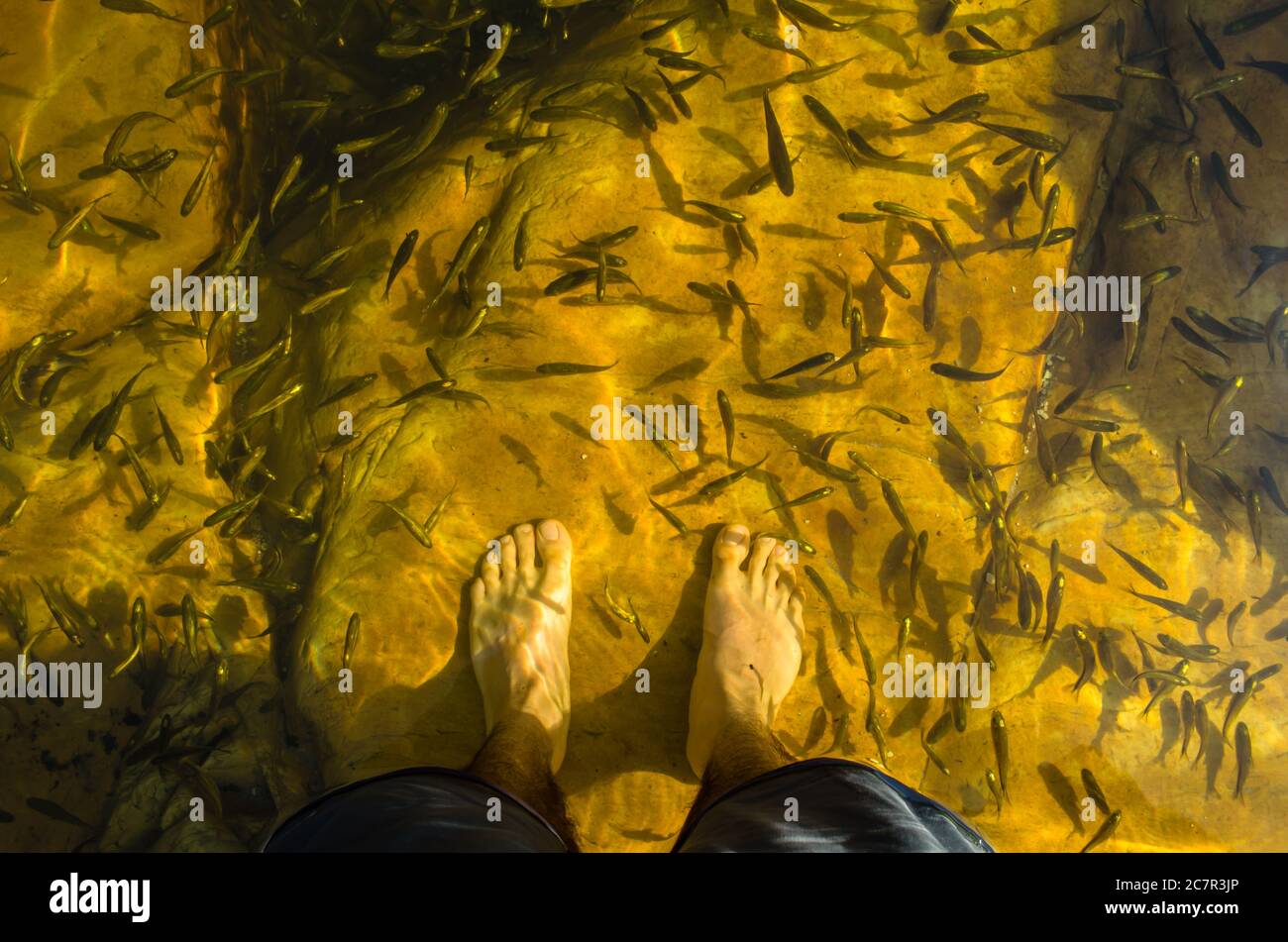 Colpo di testa di un maschio in piedi in acqua riempito con pesce piccolo Foto Stock