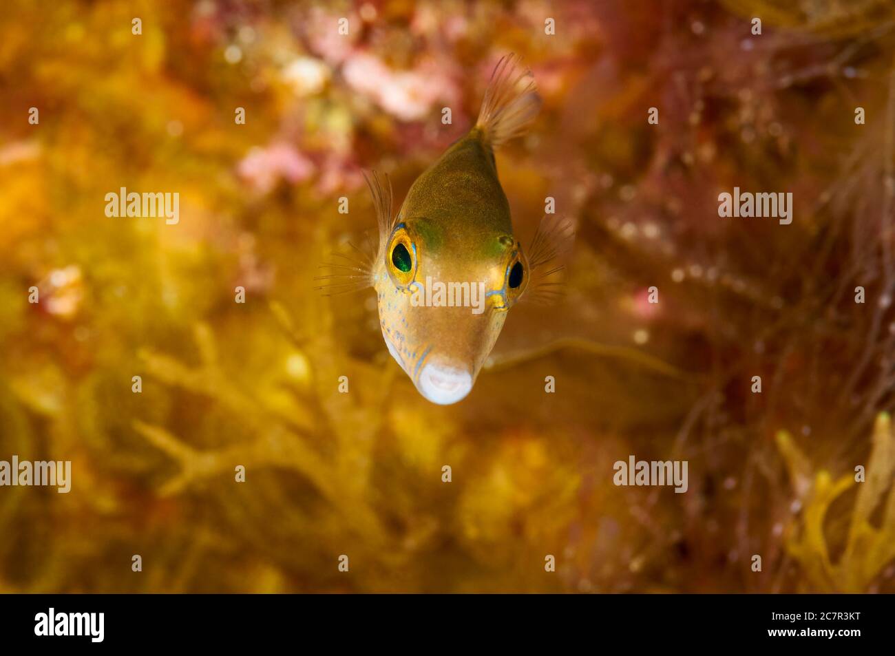 Primo piano del pennacello macaronesiano (Canthigaster capistrata) nella riserva marina di Mar de las Calmas (El Hierro, Isole Canarie, Mare Atlantico, Spagna) Foto Stock