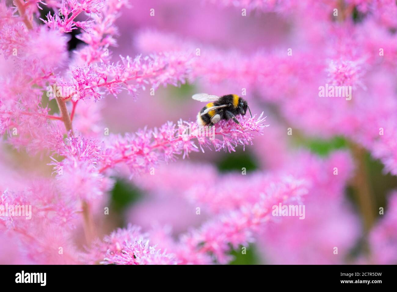 Bumblebee su fiori di astilbe rosa in Scozia, giardino britannico Foto Stock
