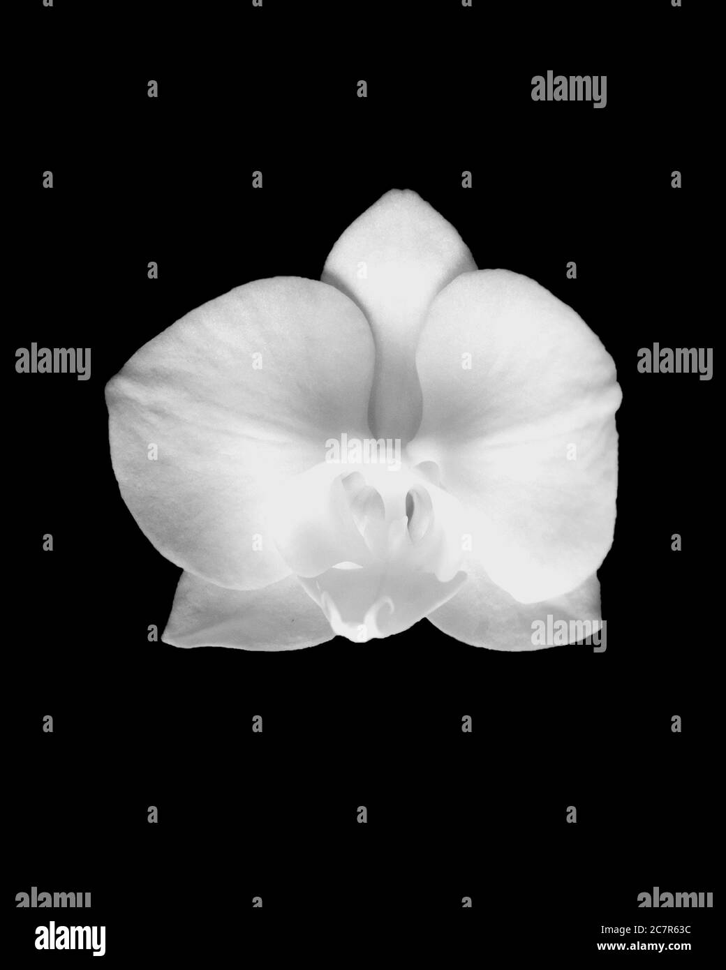 Bianco e nero orchid Foto Stock