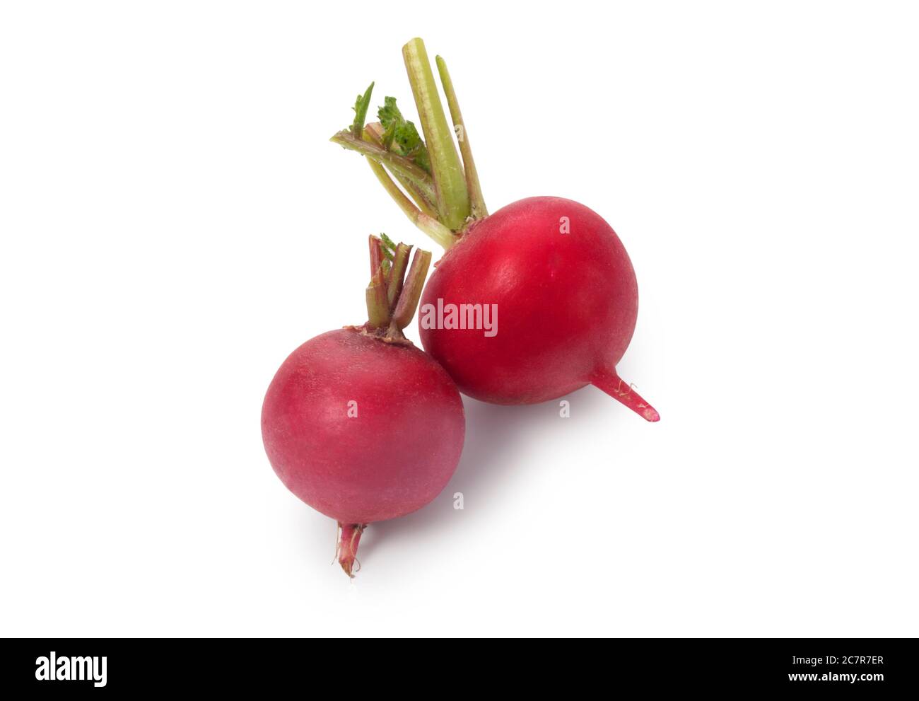 Studio di rafano appena selezionato tagliato su uno sfondo bianco - John Gollop Foto Stock