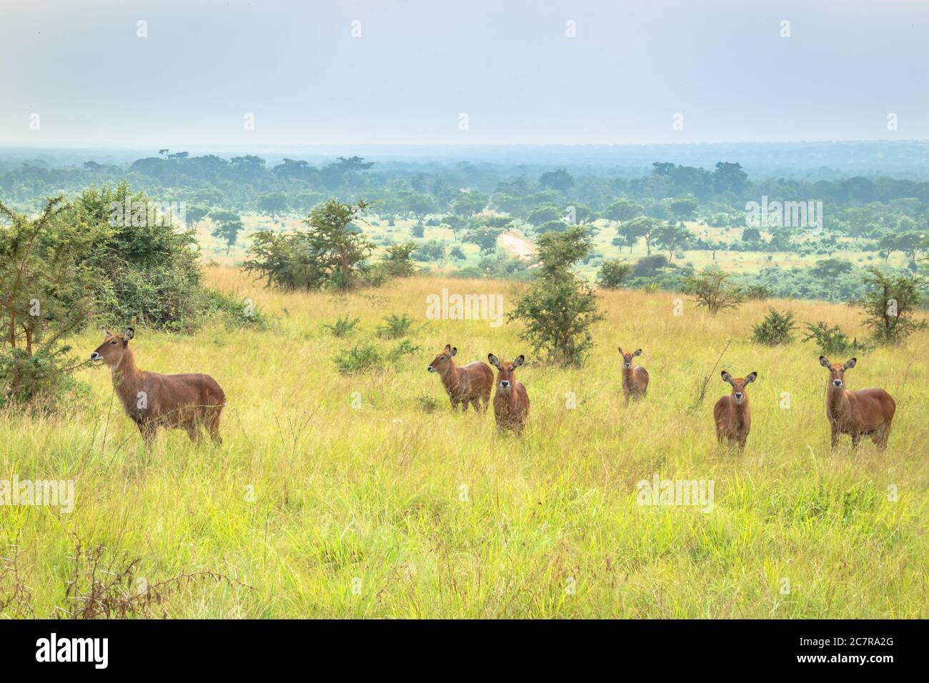 Waterbuck (Kobus ellissiprymnus) che pascolano su una pianura verde arida di palafittate, Uganda, Africa Foto Stock