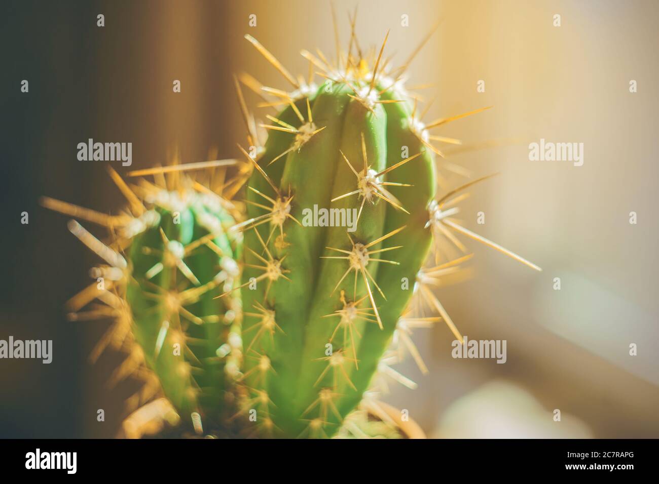 Un piccolo cactus verde con lunghi picchi taglienti in una pentola a casa è illuminato dalla luce solare in una calda giornata estiva. Foto Stock