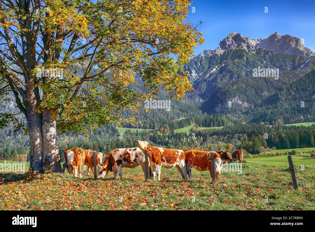 Vista mattutina del villaggio di Mitterhofen con mucche sul prato. Ubicazione: Zell am See, stato del Salzburg, Austria, Europa Foto Stock