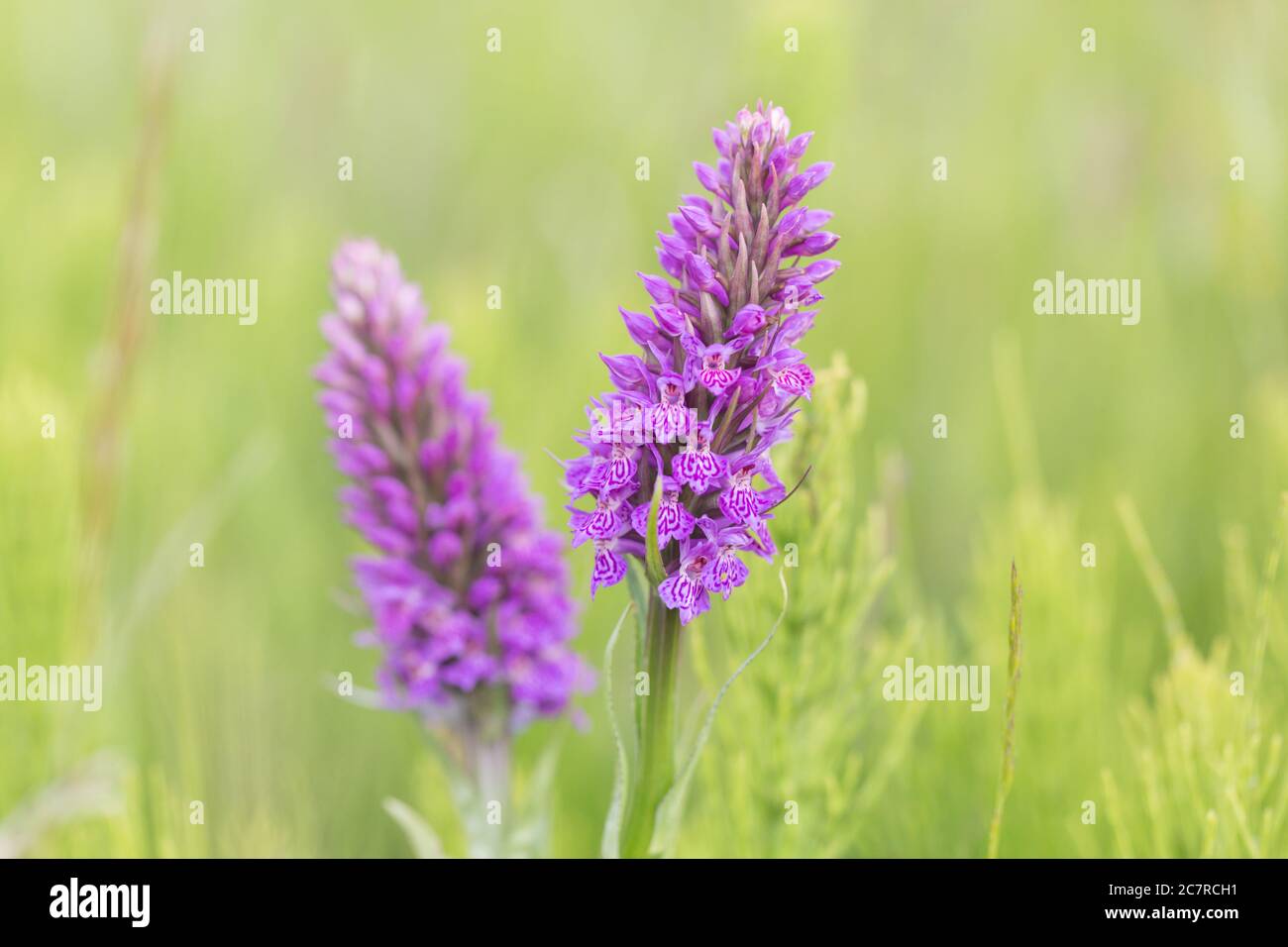 Orchidee viola in un prato di fiori selvatici Foto Stock