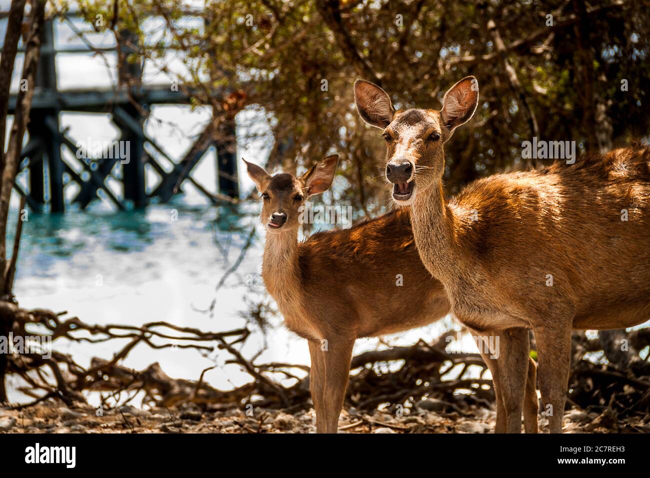 Due carini cervi che guardano la macchina fotografica che si trova sulla spiaggia vicino al mare cristallino Foto Stock