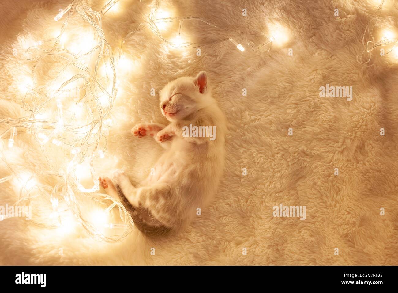 Un gattino bengala tigre bianco giace su uno sfondo beige accanto alle lanterne luci gialle di Natale. Capodanno, spazio vuoto per il testo. Carino gattino, lo Foto Stock