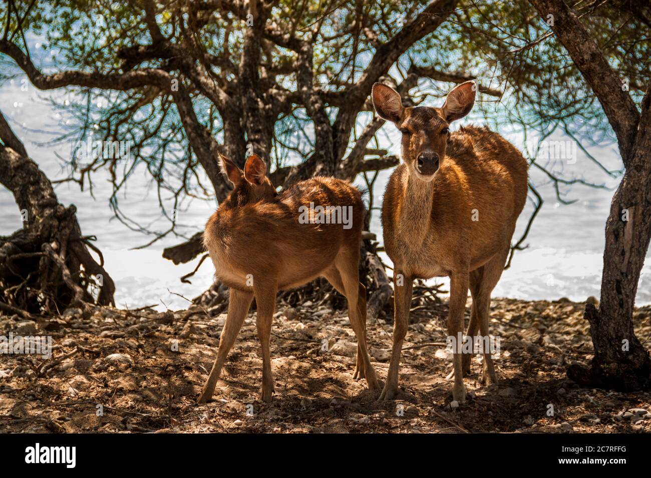 Un capriolo e la sua madre in piedi sul mare Foto Stock