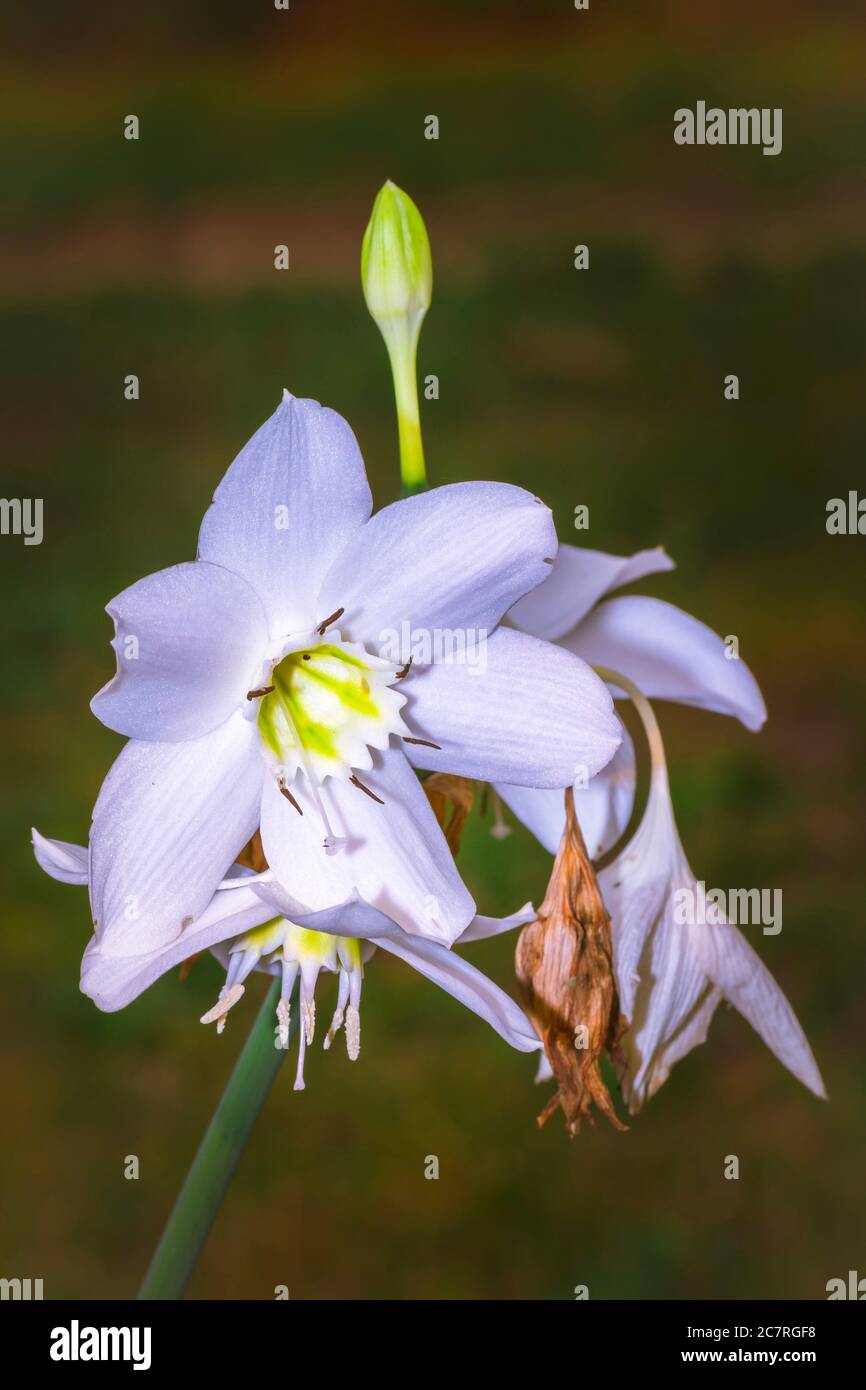 Bianco selvaggio fiore di Lilly, Uganda, Africa Foto Stock