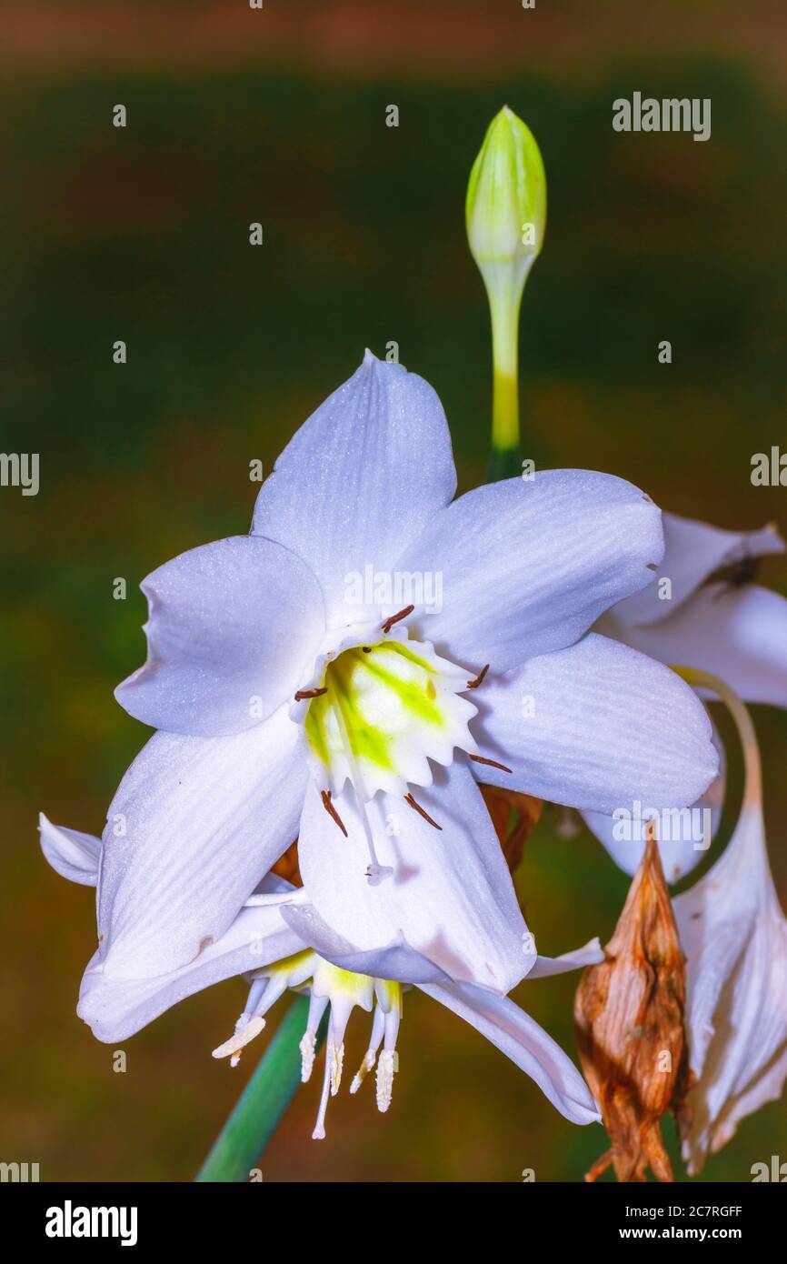 Bianco selvaggio fiore di Lilly, Uganda, Africa Foto Stock