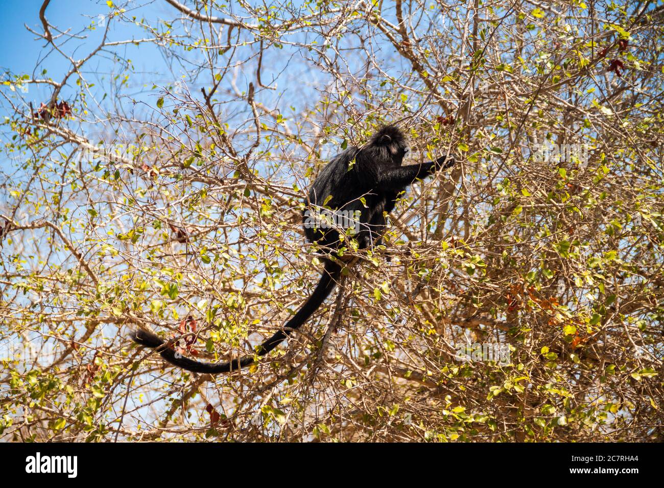 Scimmia nera a coda lunga che arrampica un albero Foto Stock