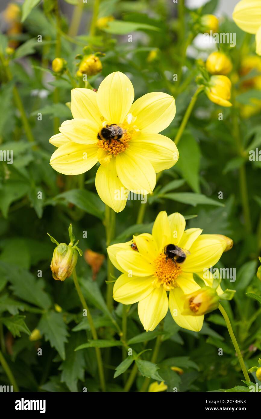 bumblebees su fiori gialli singoli di dahlia - UK Foto Stock