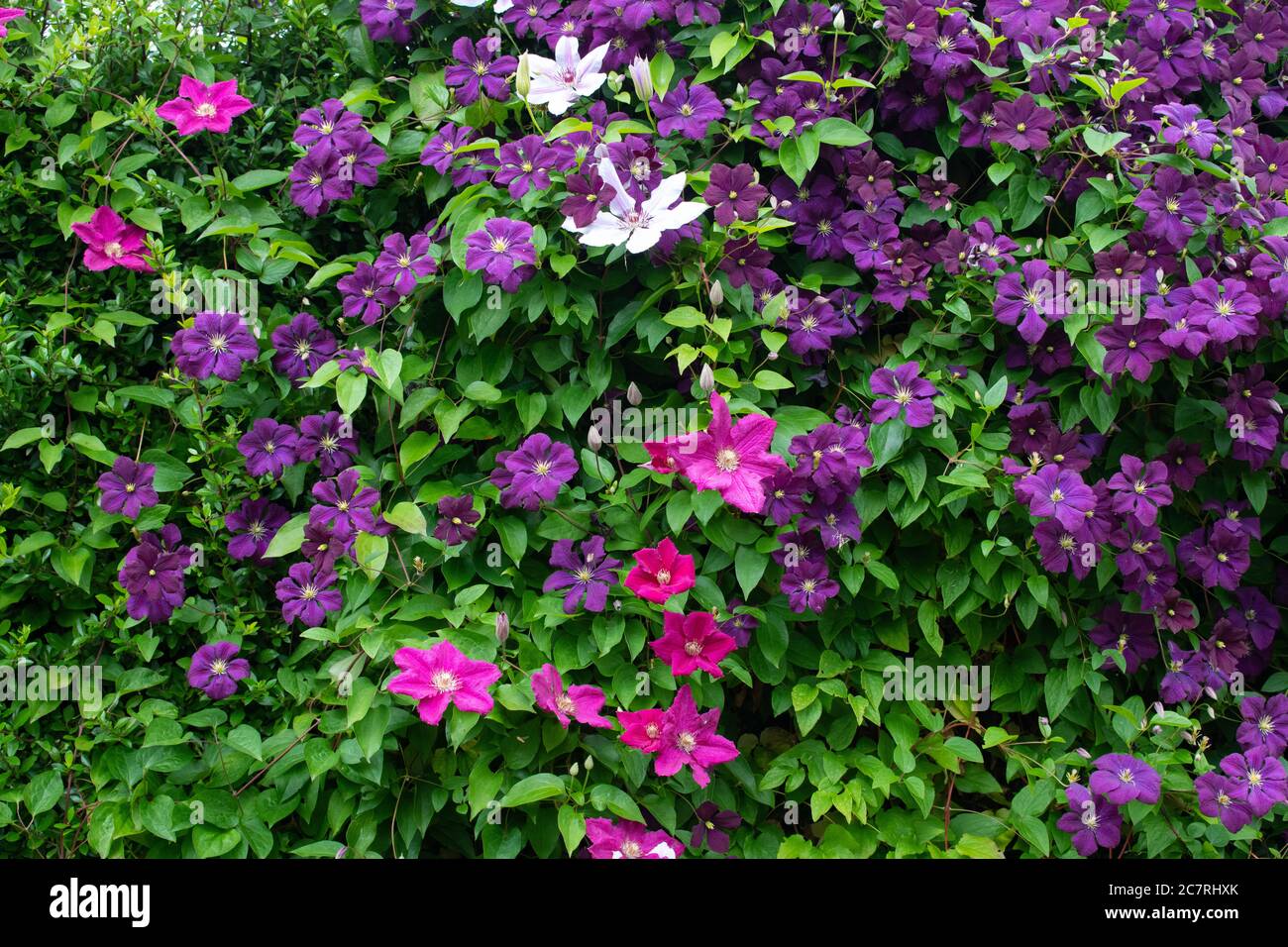 Clematis rosa e viola, tra cui clematis etoile violette nel giardino britannico Foto Stock