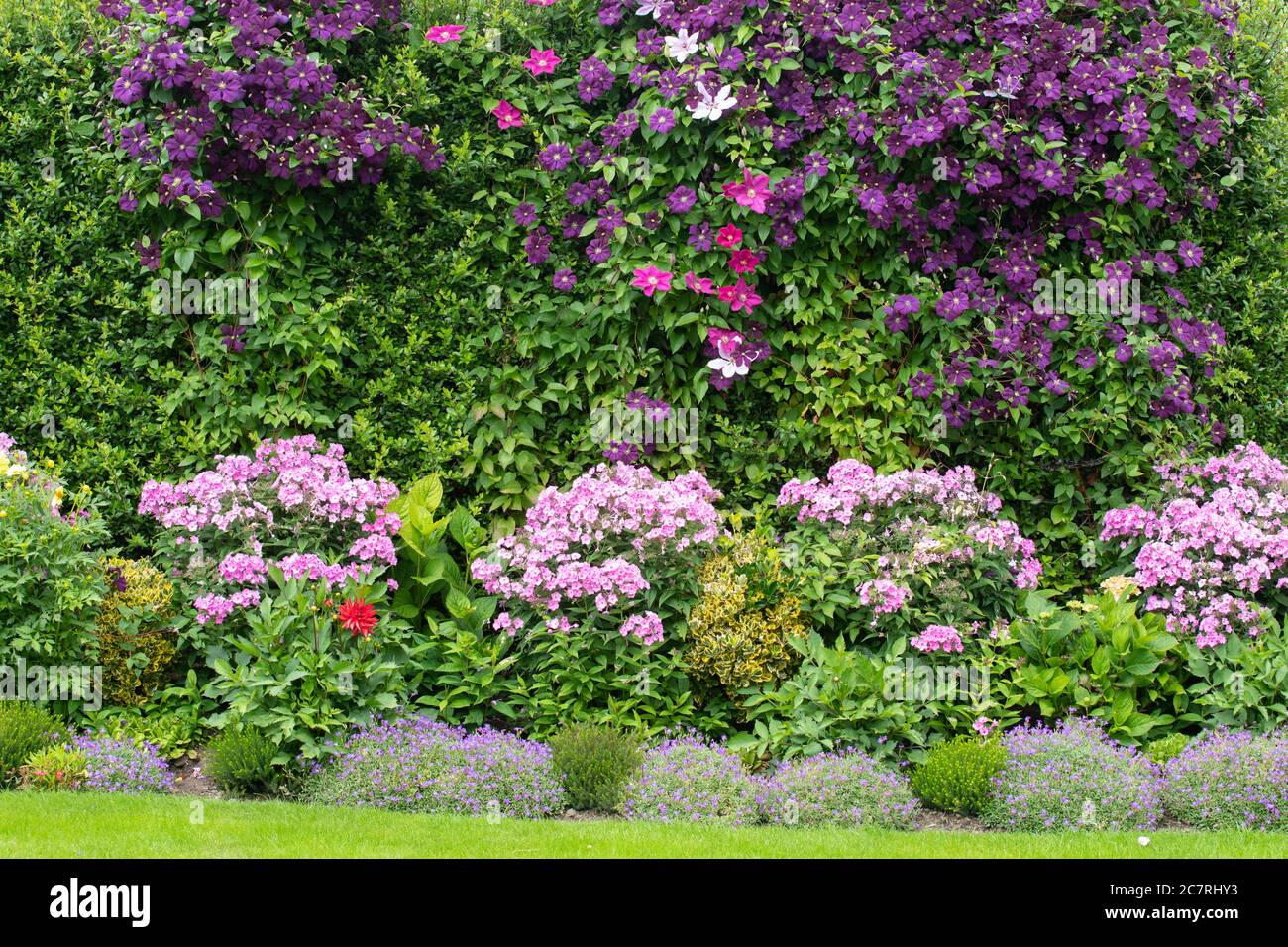Colorato piccolo giardino d'estate confine con clematis che cresce attraverso la siepe di pyracantha sopra la flox rosa, gli idrangee, dahlias e l'aubrizia - Inghilterra, Regno Unito Foto Stock
