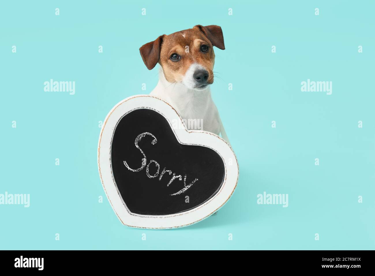 Carino cane e lavagna con la parola SCUSA su sfondo colore Foto Stock