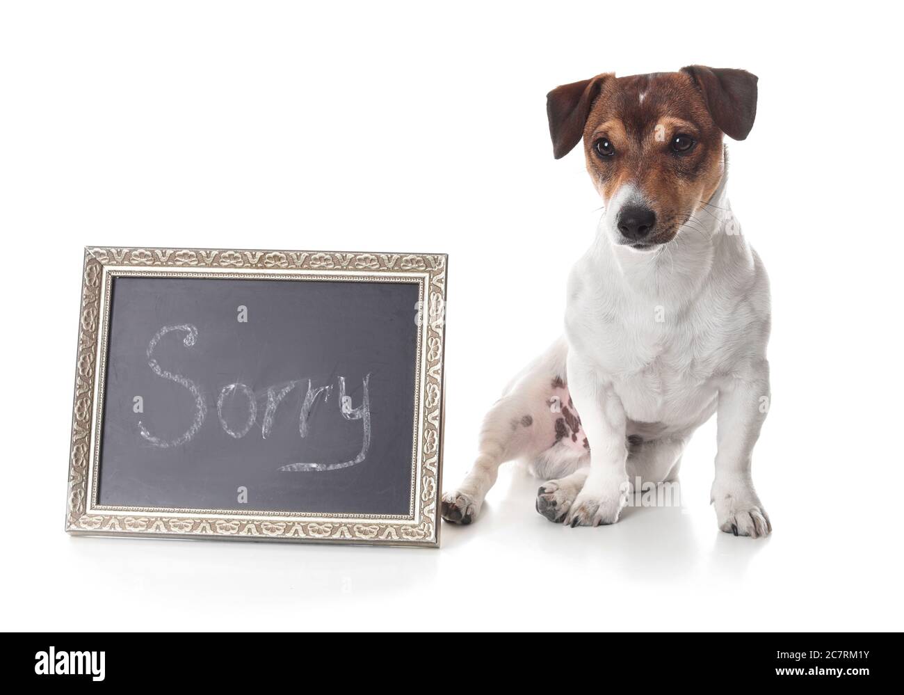 Carino cane e lavagna con la parola SCUSA su sfondo bianco Foto Stock