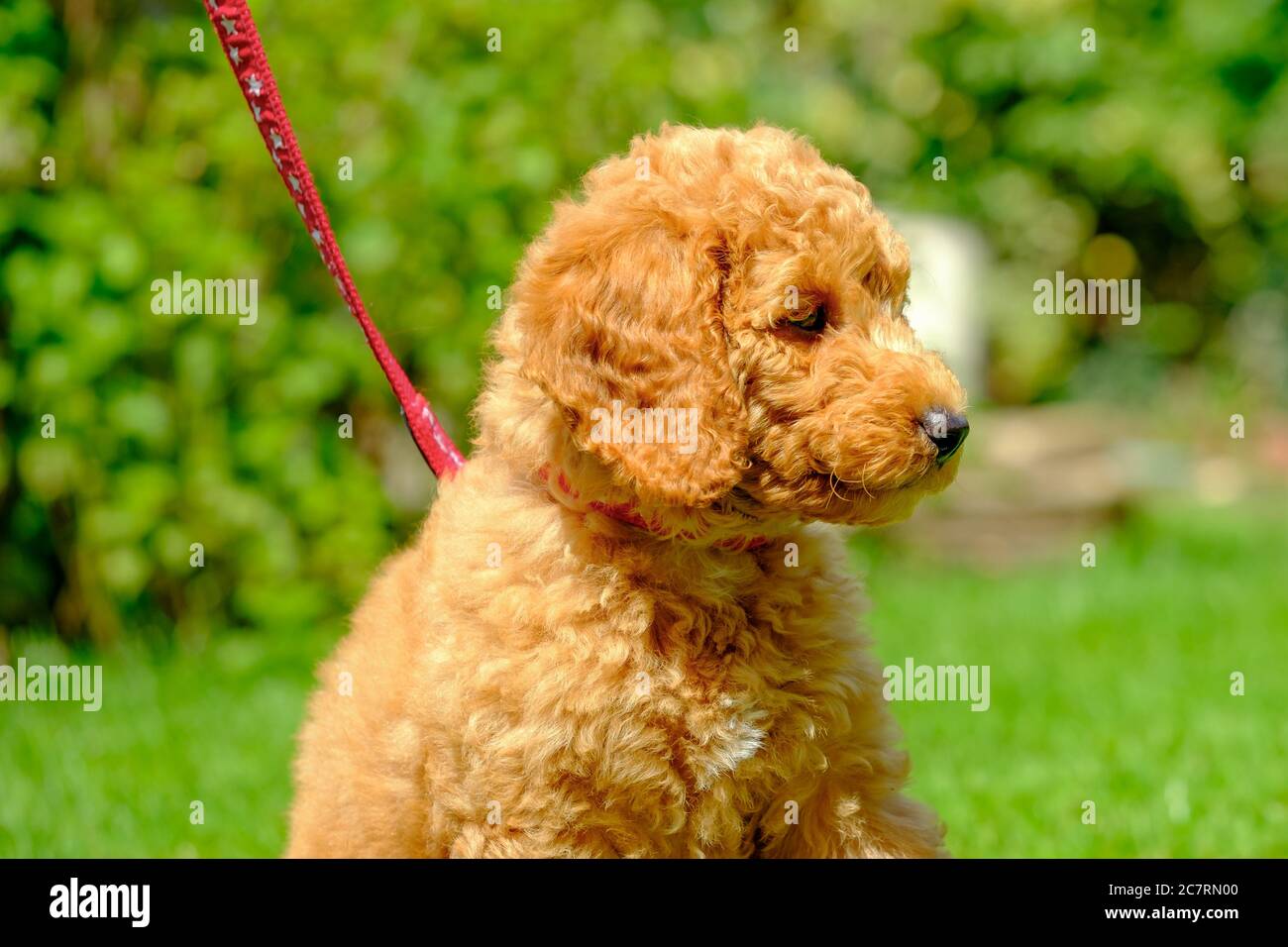 Adorabile cucciolo di mini poodle visto nel suo giardino durante la sua routine di esercizio regolare. Foto Stock