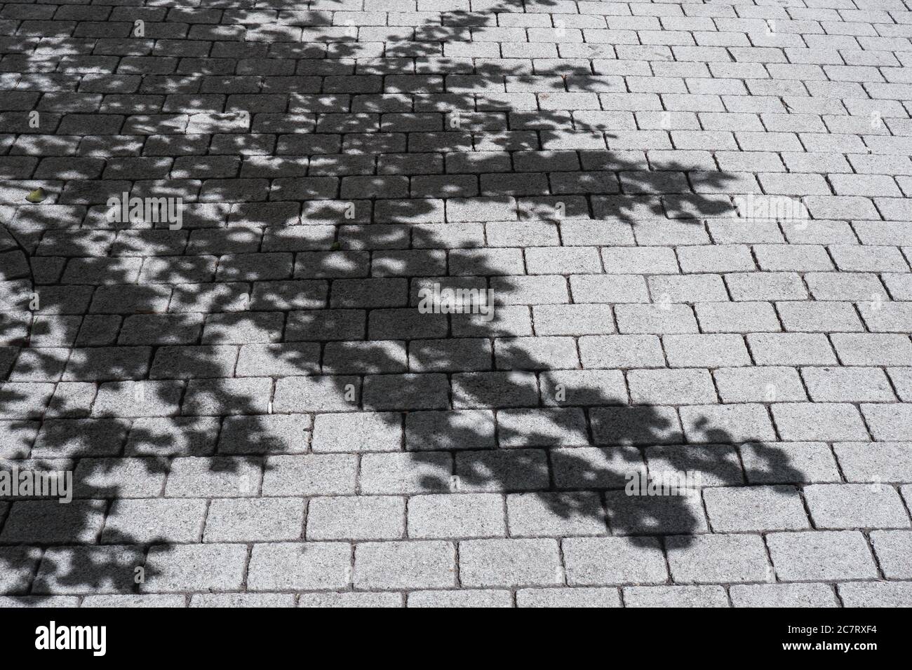 Luci e ombre da un albero sul marciapiede di una strada a Londra Foto Stock