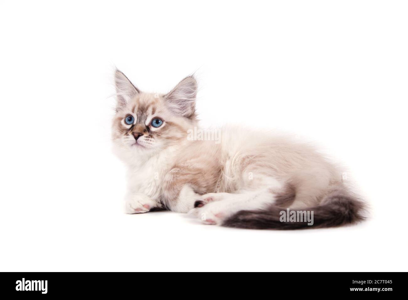 Piccolo siberiano Neva Masquerade gattino su sfondo bianco Foto Stock
