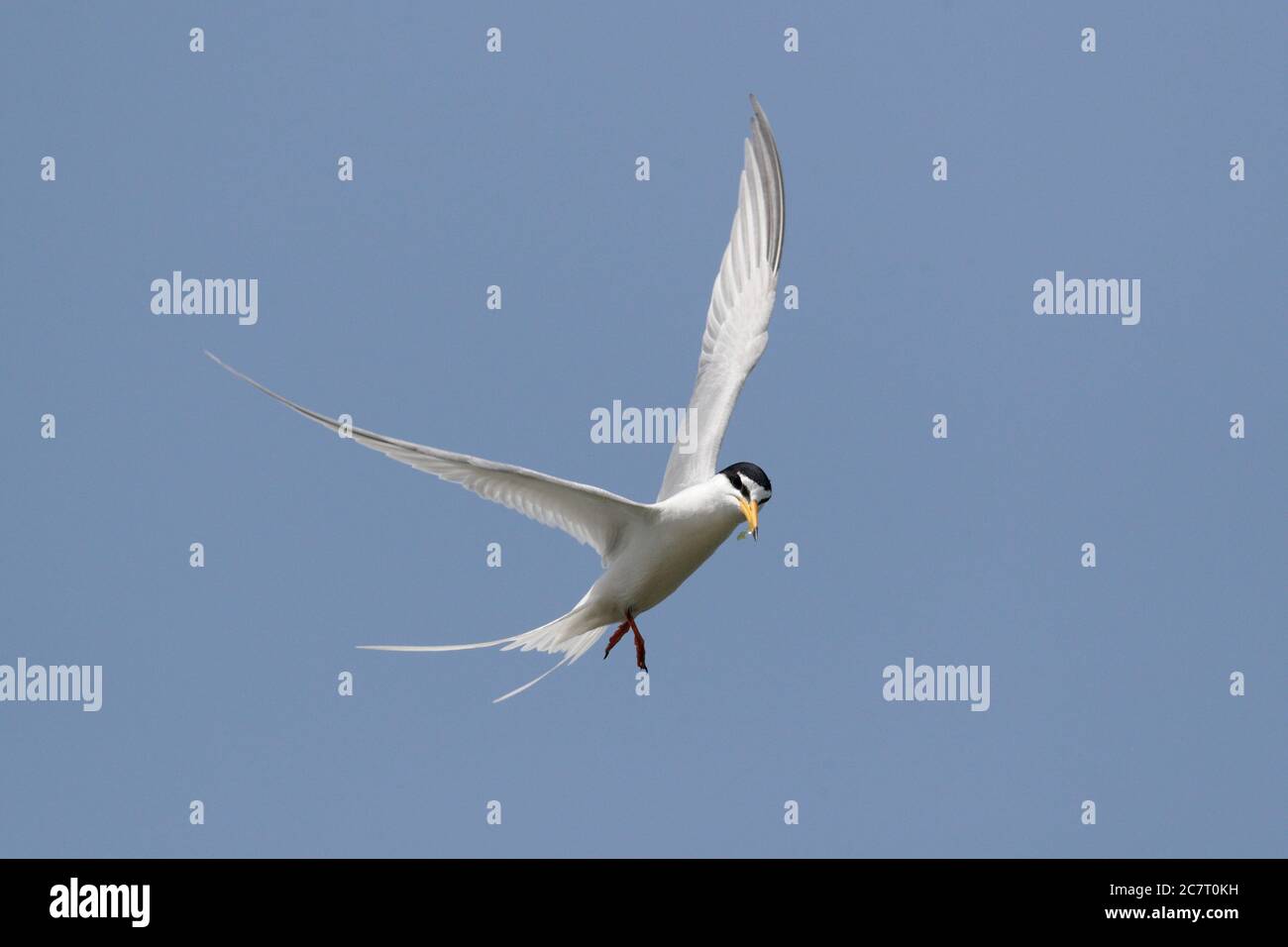 Little Tern (Sternula albifrons) - in volo contro un cielo blu, Naha, Okinawa, Giappone 2 maggio 2019 Foto Stock