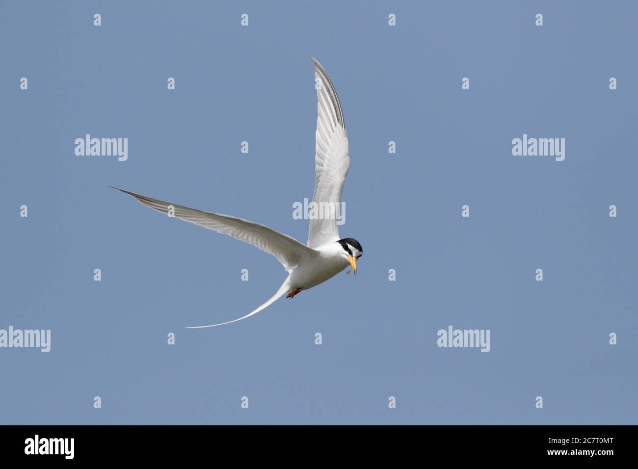 Little Tern (Sternula albifrons) - in volo contro un cielo blu, Naha, Okinawa, Giappone 2 maggio 2019 Foto Stock