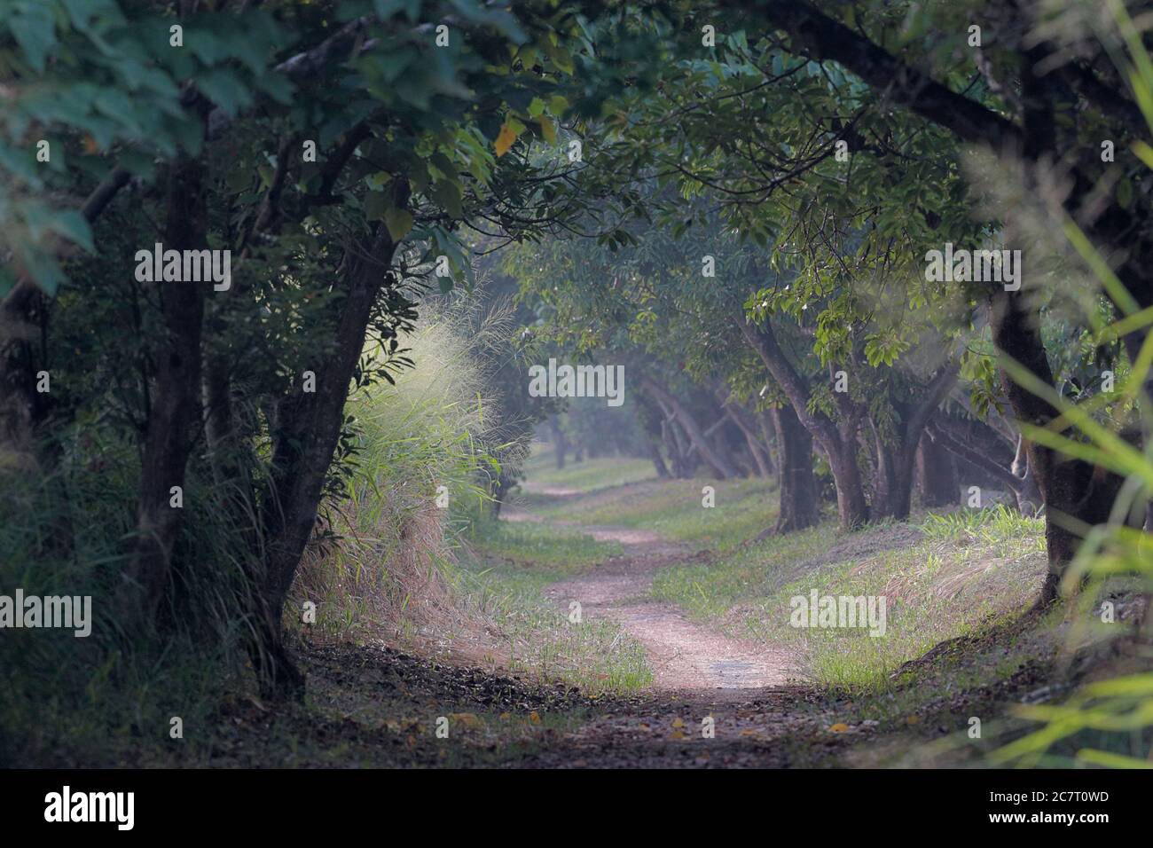 Percorso della linea di alberi di Banyan alla Riserva Naturale di mai po, nuovi territori, Hong Kong, Cina Autunno 9 ottobre 2019 Foto Stock