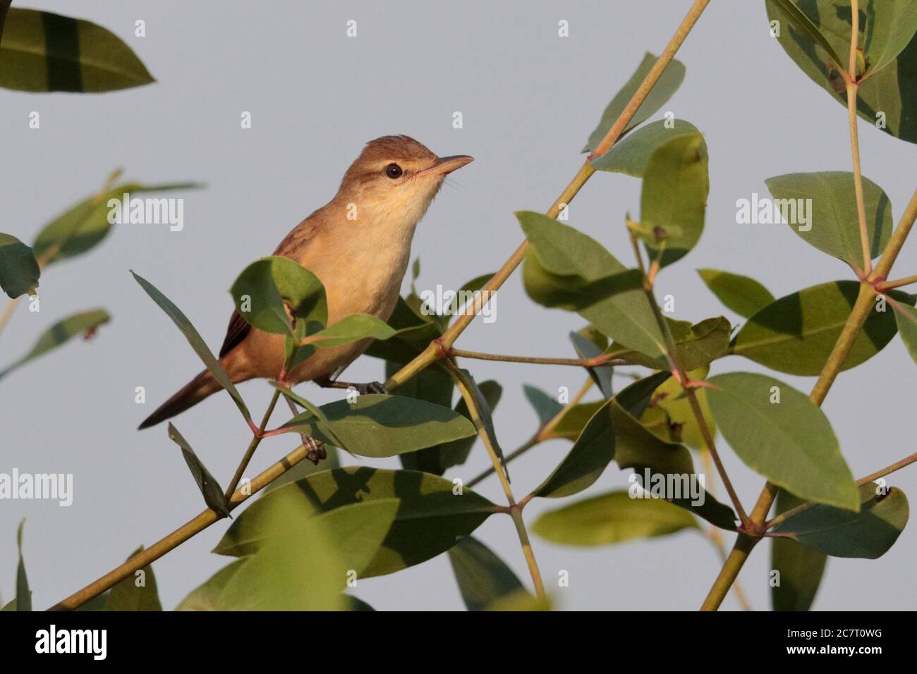 Oriental Reed Warbler (Acrocephalus orientalis) - adulto appollaiato nel mangrovie Bush, mai po, Hong Kong 24 settembre 2019 Foto Stock
