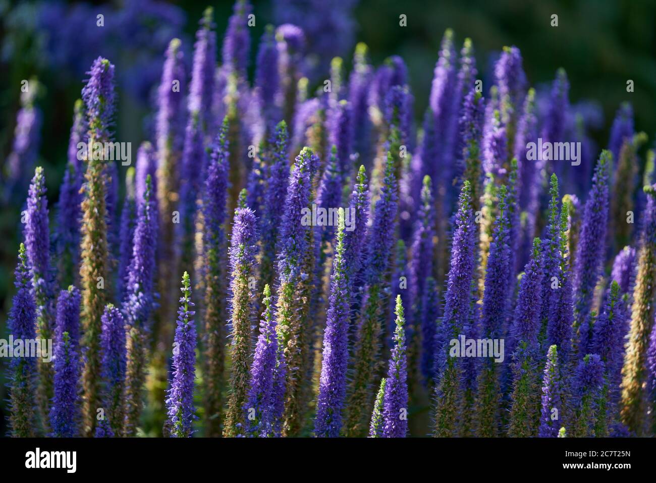 Veronica picata spiked speedwell Pseudolysigachion spicatum Foto Stock