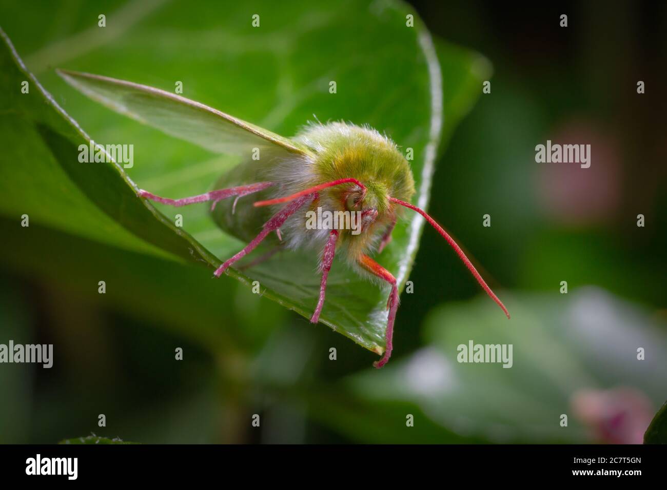 Testa sul colpo di verde e rosa impressionante di Le linee d'argento verde (Pseudoips prasiana) falena Foto Stock
