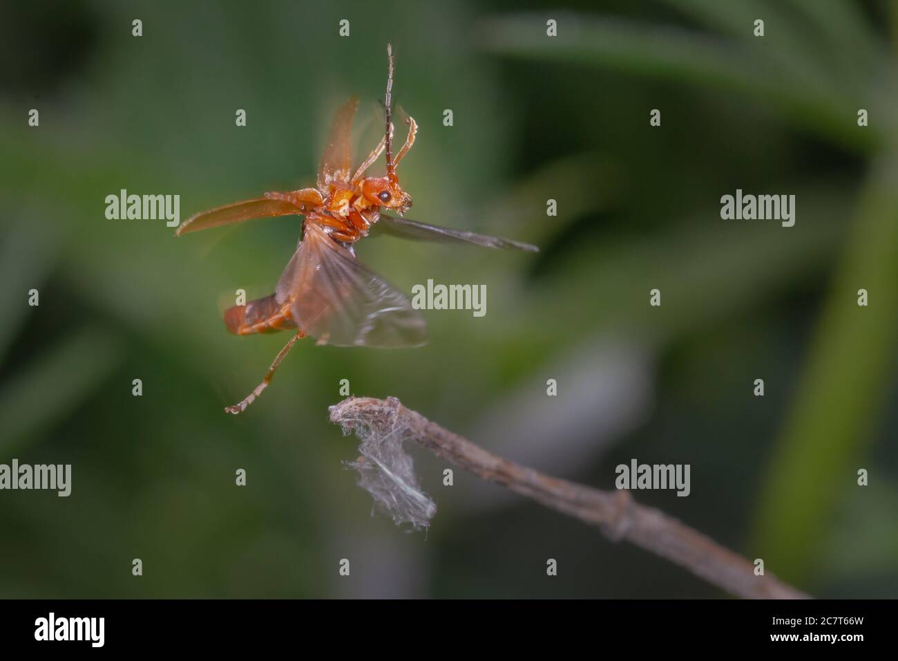 Un soldato rosso comune fetile (Rhagonycha fulva) decollo da una pianta. Le ali e i coperchi delle ali sono tutti chiaramente visibili in questa immagine Foto Stock
