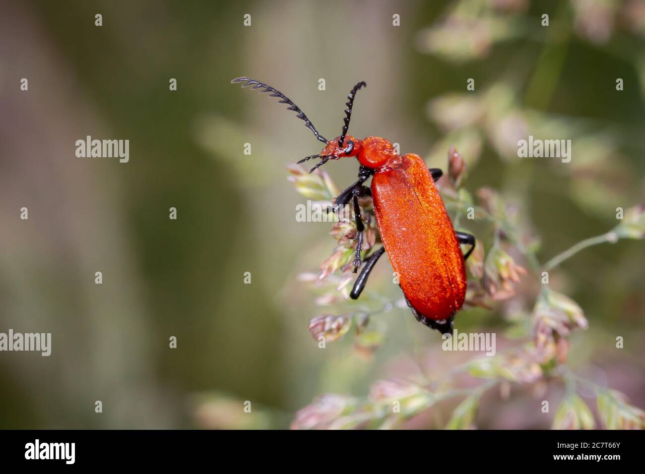 Il barile cardinale (Pirochroa serraticornis) con il suo impressionante corpo rosso e le antenne nere si affaccia il suo dovrebbe a voi Foto Stock
