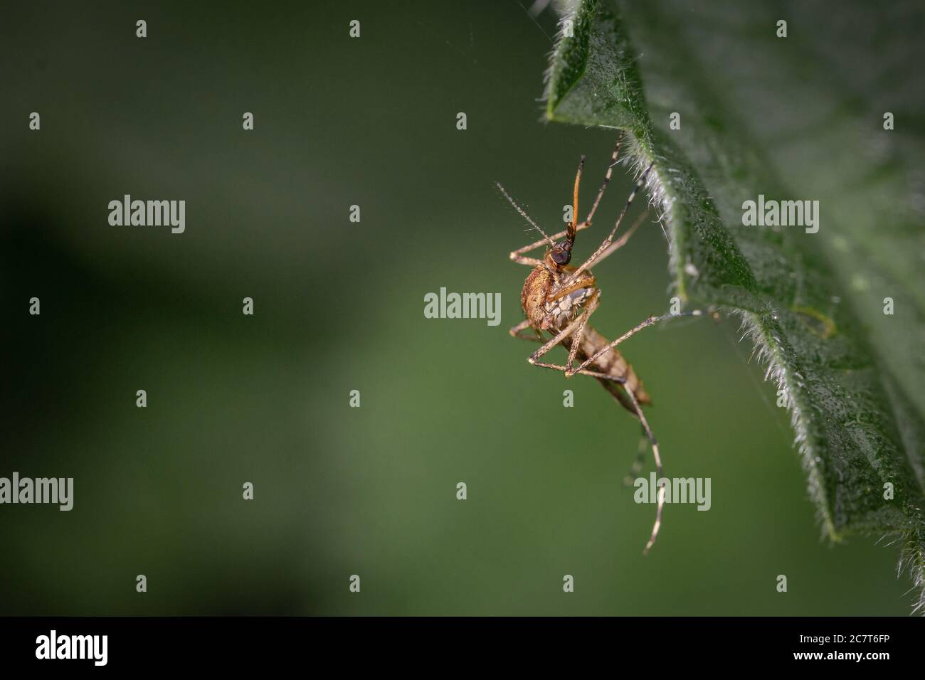 Primo piano di una zanzara seduta sul bordo di una foglia di ortica in attesa della sua prossima vittima di camminare oltre Foto Stock