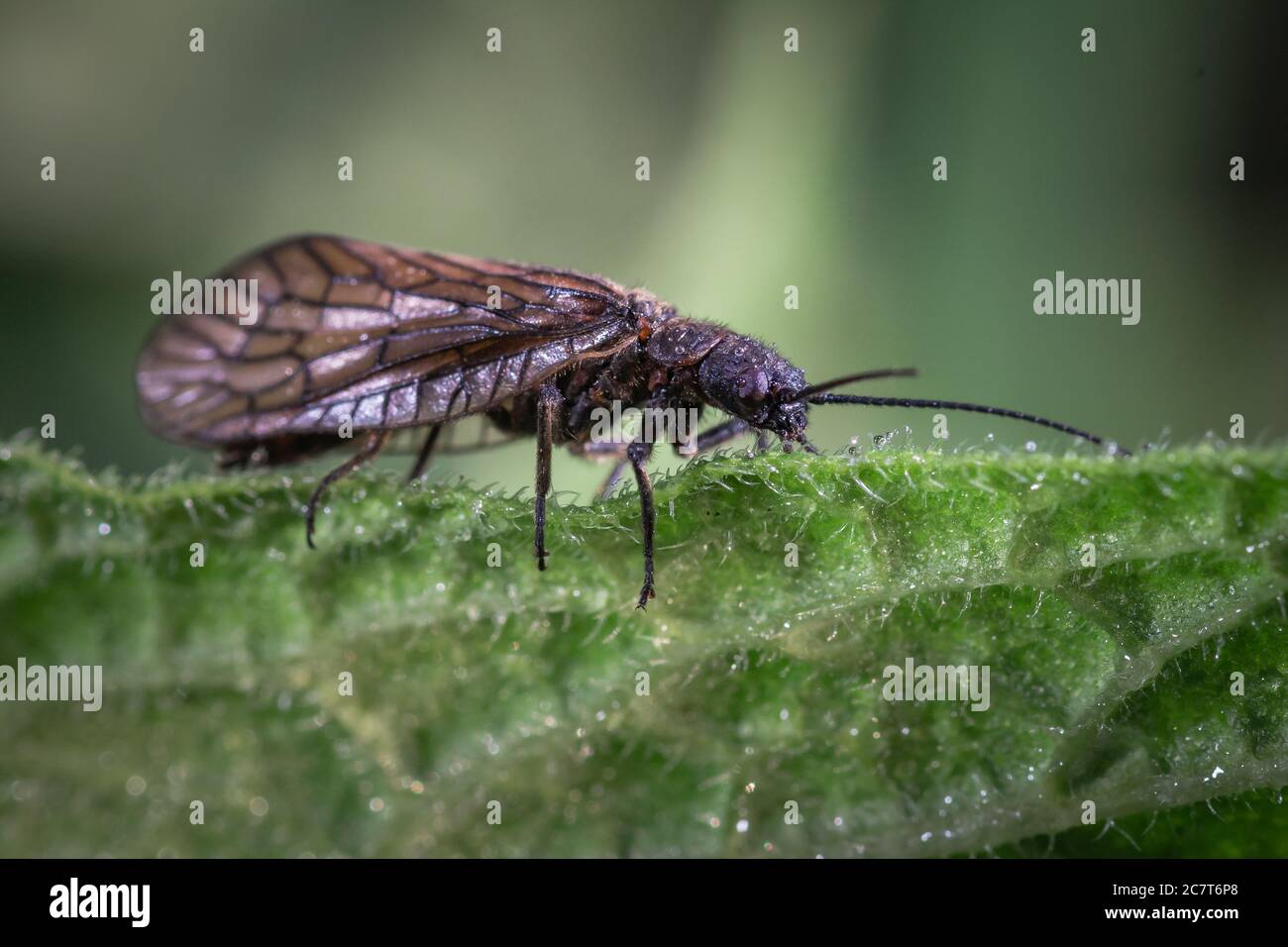 Un primo piano di mattina di una alderfly (Sialis lutaria) che poggia su una foglia tra i peli ricoperti di rugiada Foto Stock