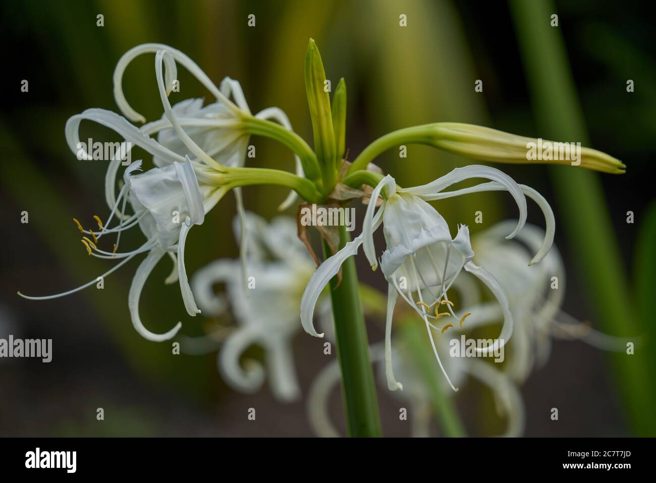 Hymenocallis Sulphur Queen ragno giglio Foto Stock