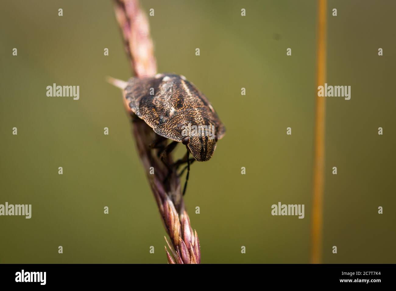 Un primo piano dell'impressionante bug dello scudo tartaruga (Eurygaster testudinaria) seduto su un gambo di erba Foto Stock