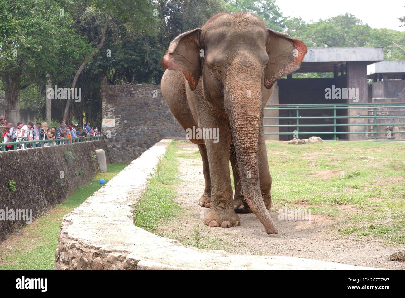 L'elefante Sumatran è una delle tre sottospecie riconosciute dell'elefante asiatico, e originaria dell'isola indonesiana di Sumatra: Giacarta, Indonesia Foto Stock