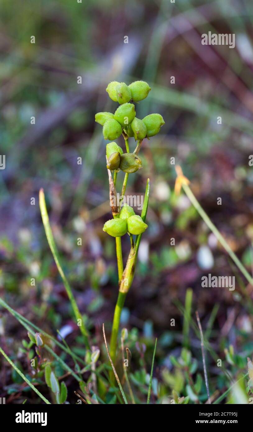 Rannoch-rush (Scheuchzeria palustris) Foto Stock