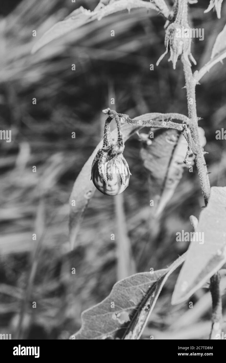Purple Eggplant (Solanum melongena) frutticoltura, Uganda, Africa Foto Stock