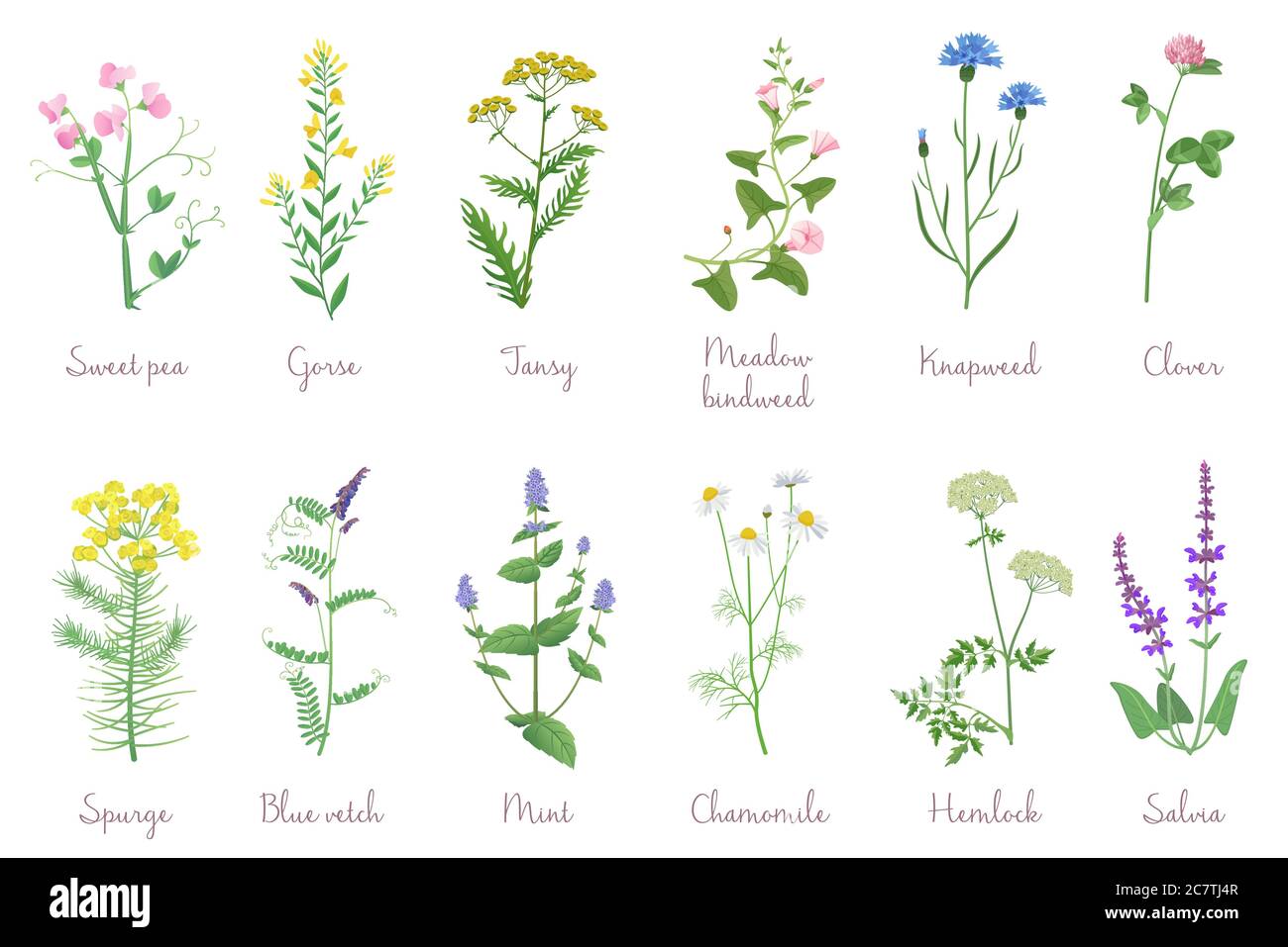 Erbe selvatiche insieme con nomi isolati. Fiori selvatici, erbe, foglie. Giardino e fogliame selvatico, fiori, rami illustrazione vettoriale Illustrazione Vettoriale