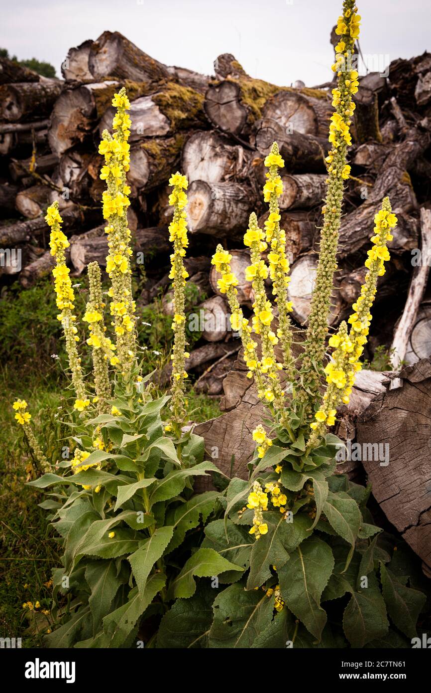 Mullein (Verbascum) nella riserva naturale Bislicher Insel, nel basso Reno, vicino a Xanten, Nord Reno-Westfalia, Germania. Koenigskerze (Verbascum) i Foto Stock