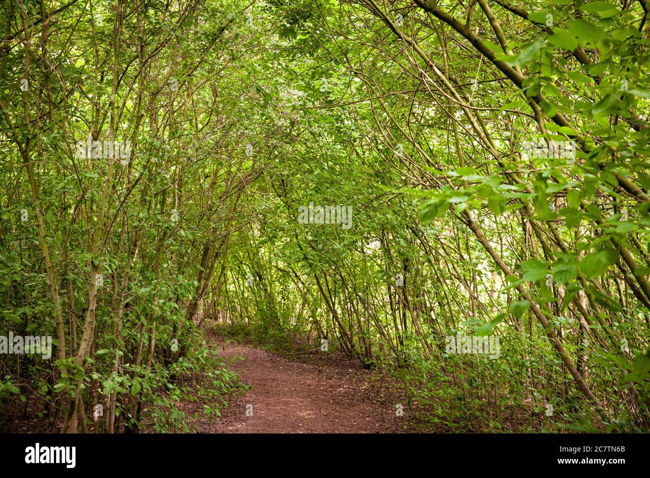 Riserva naturale Bislicher Insel sul basso Reno vicino Xanten, percorso attraverso la foresta alluvionale, Nord Reno-Westfalia, Germania. Naturschutzgebiet Foto Stock