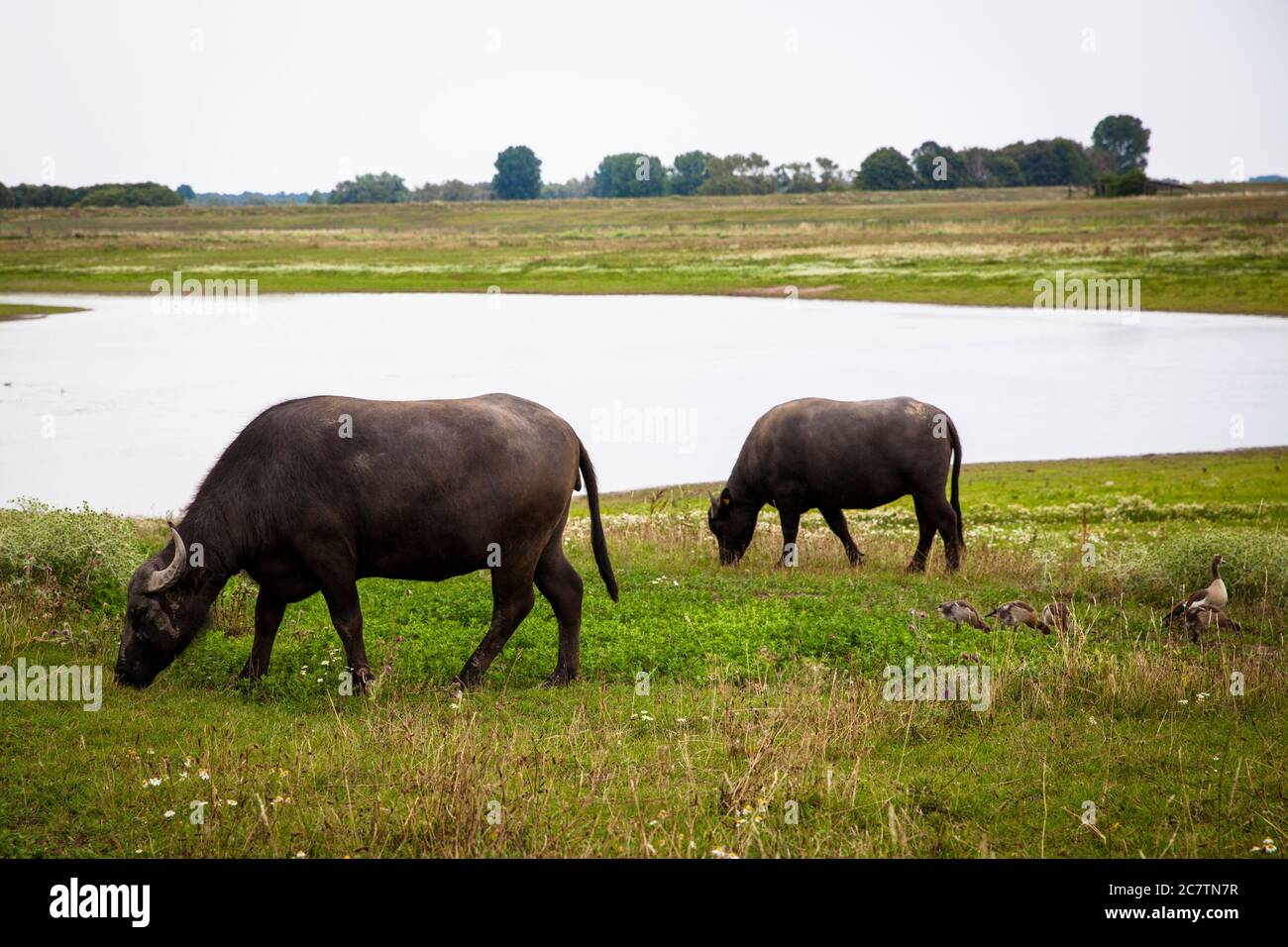 Bufali d'acqua e oche egiziane nella riserva naturale Bislicher Insel, nel basso Reno, vicino a Xanten, paesaggio pianeggiante, Renania settentrionale-Vestfalia, Foto Stock