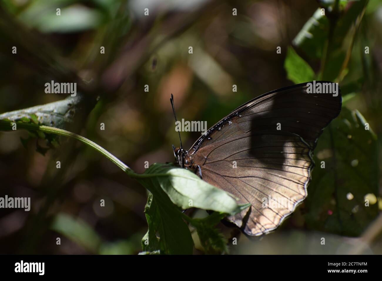 Si vede una bellissima farfalla marrone seduta su un fiore Foto Stock