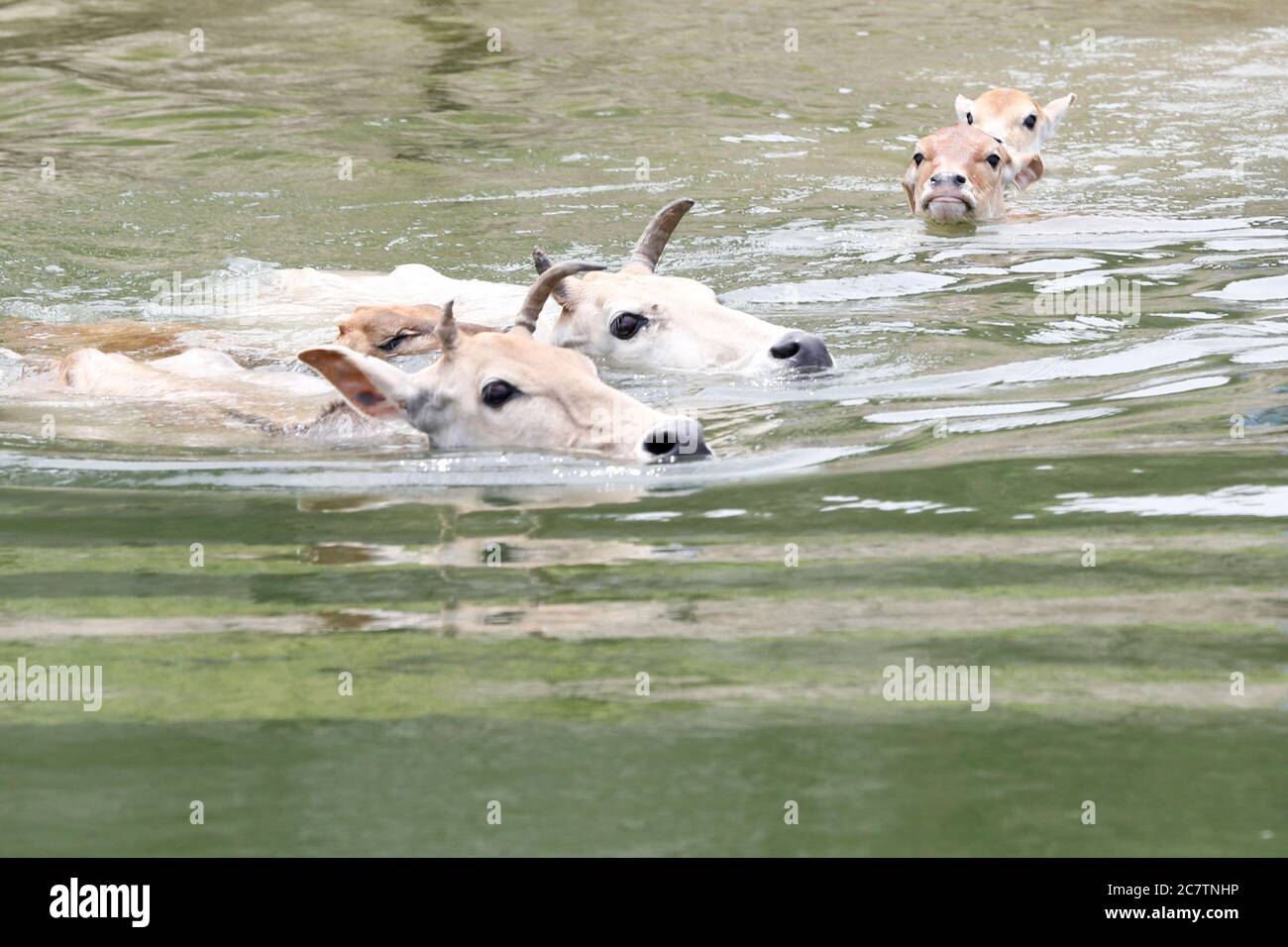 Gruppo di mucche nuotano attraverso il fiume Sitalakhya, attraversando dalla sua riva orientale all'altro lato. Queste mucche sono liberate giornalmente dal mandria e vanno all'altro lato dove ci è foraging migliore. Foto Stock