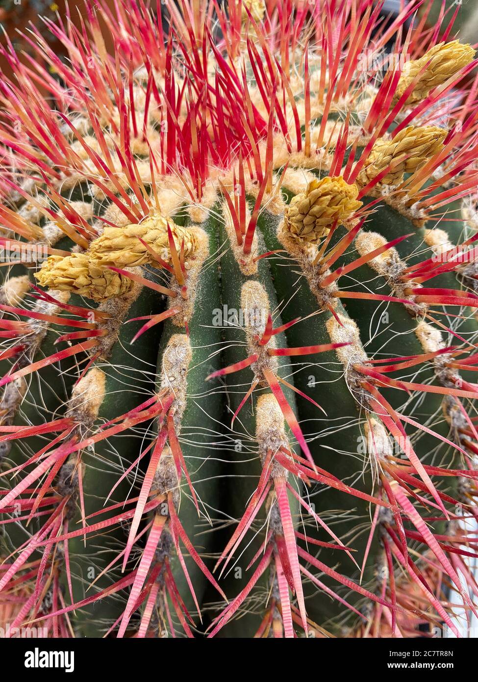 Primo piano di cactus (ferocactus) con punte rosse Foto Stock