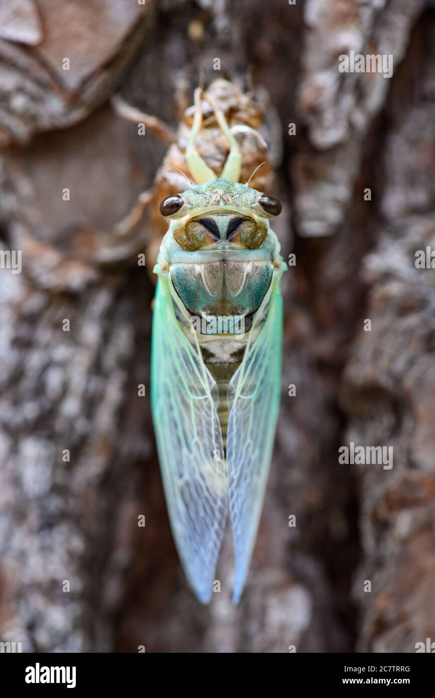 Una Cicada verde alata appena emersa (Diceroprocta vitripennis) su un albero. Texas, Stati Uniti. Foto Stock