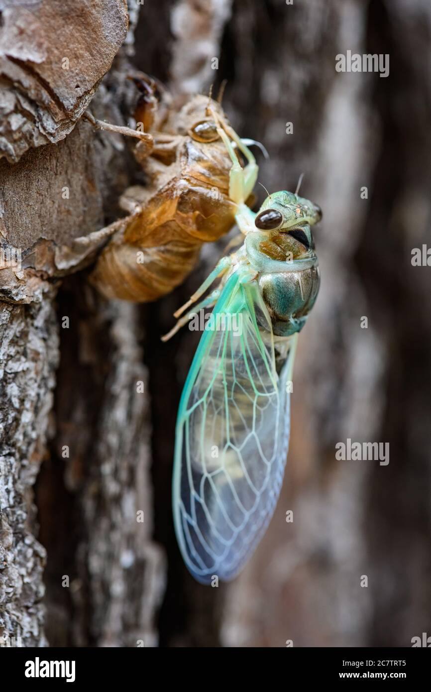 Una Cicada verde alata appena emersa (Diceroprocta vitripennis) su un albero. Texas, Stati Uniti. Foto Stock