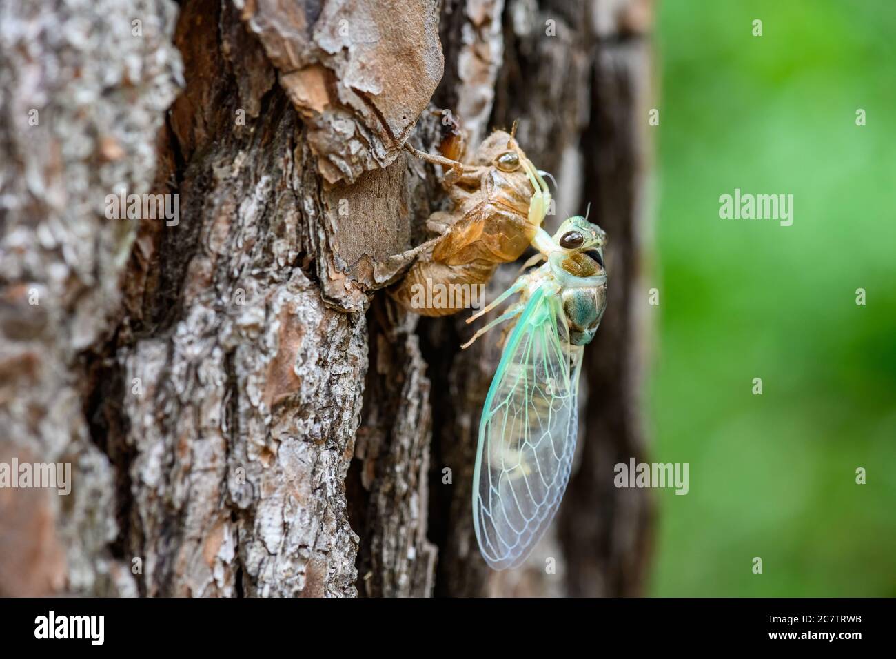 Una Cicada verde alata appena emersa (Diceroprocta vitripennis) su un albero. Texas, Stati Uniti. Foto Stock